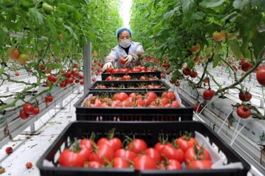 Guida al pomodoro buono: quando si produce, come sceglierlo e quanto pagarlo