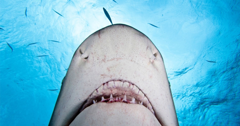 Forse non lo sai ma l'Italia è il primo importatore di carne di squalo al mondo Cucchiaio d Forse non lo sai ma l'Italia è il primo importatore di carne di squalo al mondo Cucchiaio d