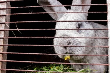 Vietato l’allevamento in gabbia per galline, conigli, maiali e vitelli: l'obbligo entro il 2027