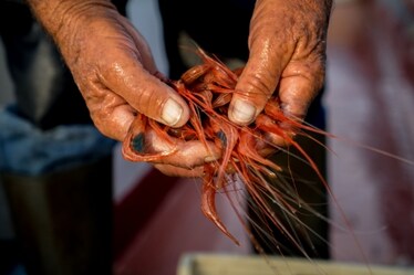 Che pesci pigliare per salvare il Mediterraneo: i consigli del WWF e le ricette del Cucchiaio