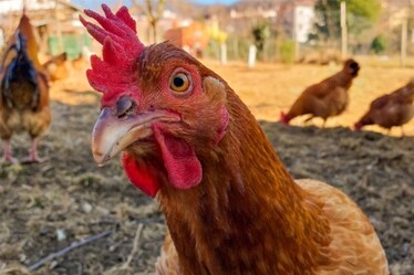 L'impegno di Eurovo: galline libere entro il 2022