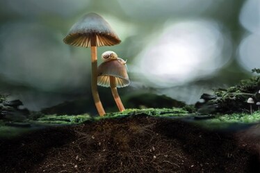 I funghi sono la vera alternativa alla carne: lo dicono Bill Gates e Jeff Bezos