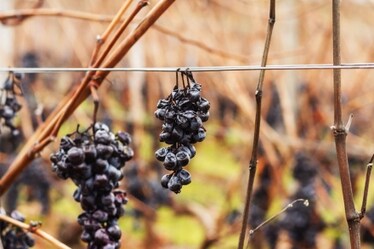 Riso, vino, nocciole, pesche e gli altri cibi a rischio se non fermiamo il cambiamento climatico 