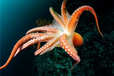 Aragoste, molluschi e polpi sono esseri senzienti: e adesso che succede?