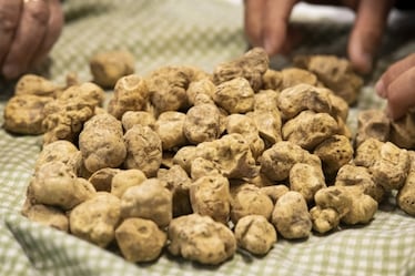 Tartufo bianco d’Alba, 3 cose che (forse) non sapevi: come nasce, quanto costa, come si mangia