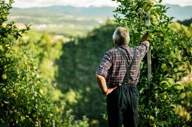 Sai che le mele si possono conservare nel cuore della montagna? Ce lo racconta Melinda