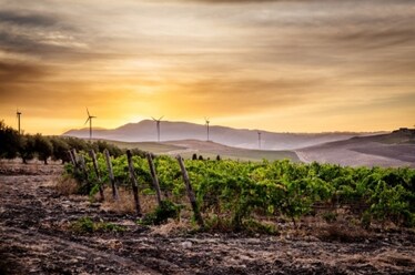 Che cosa sono i vini vegani? Lo abbiamo chiesto a quattro produttori