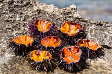 Ricci di mare a rischio estinzione in Sardegna: stop alla pesca per 3 anni