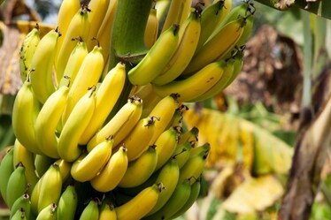È in corso una lotta per salvare le banane dalla malattia di Panama. Ve la raccontiamo facile