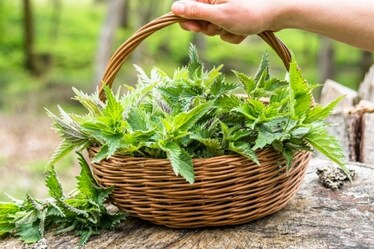 Cos'è il foraging. Erbe spontanee e abbinamenti da scoprire
