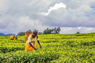 Cos’è il landgrabbing, perché la Cina lo sta facendo e perché dovrebbe interessarci