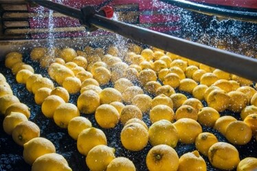 Caldo e siccità: come il cambiamento climatico sta distruggendo frutta e verdura