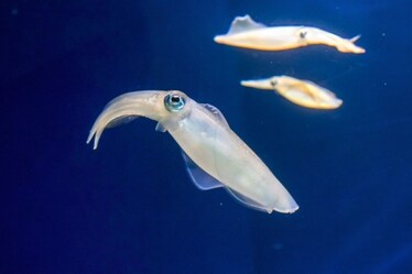 Quando il cambiamento climatico si vede dal menu