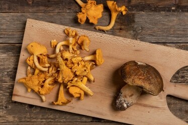 Boom di funghi in Italia: l'altra faccia del maltempo