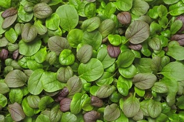 Planet Farms e l'insalata verticale: come si coltiva, dove si compra e quanto costa