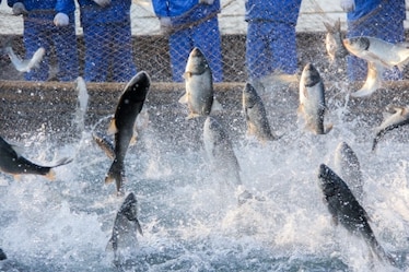 Ogni anno mangiamo 124 miliardi di pesci allevati: è un problema per loro ma pure per noi