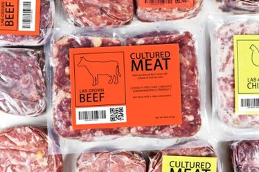 La carne coltivata è sicura? Negli Usa può essere venduta, l’Italia prova a vietarla (anche se non può)