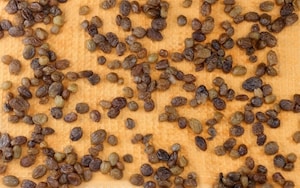 Preparazione Panettone - Fase 2