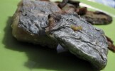 Spatola e Funghi
