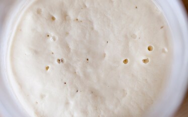 Lievito Madre a Coltura Liquida (licoli)