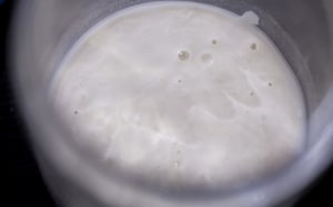 Preparazione Lievito Madre a Coltura Liquida (licoli) - Fase 5