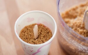 Preparazione Cheesecake alle fragole sullo stecco - Fase 4