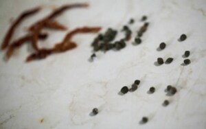 Preparazione Vellutata di albicocche e caprino con prosciutto croccante e capperi - Fase 1