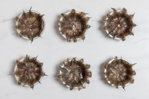 Preparazione Tortino di alici - Fase 5