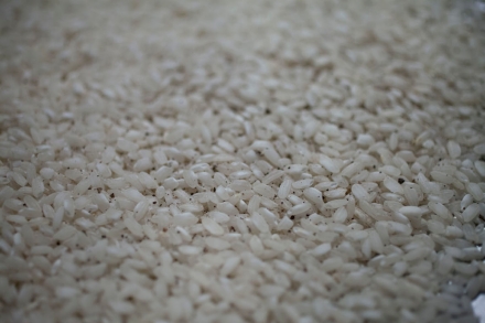 Preparazione Risotto al Lambrusco di Sorbara, radicchio rosso e mandorle - Fase 1 Preparazione Risotto al Lambrusco di Sorbara, radicchio rosso e mandorle - Fase 1