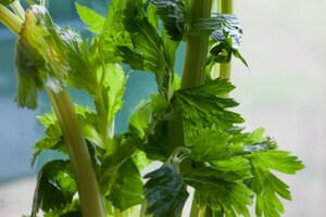 Preparazione Battuta di manzo con olio al sedano e uovo di quaglia - Fase 1