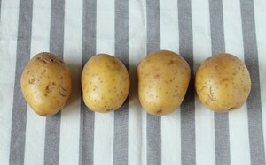 Preparazione Patate ripiene di prosciutto, formaggio e fagiolini - Fase 1