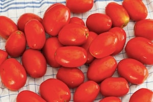 Preparazione Passata di pomodoro - Fase 1