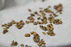 Preparazione Polpo con salsa d’arachidi, emulsione di basilico, polvere di olive taggiasche - Fase 1