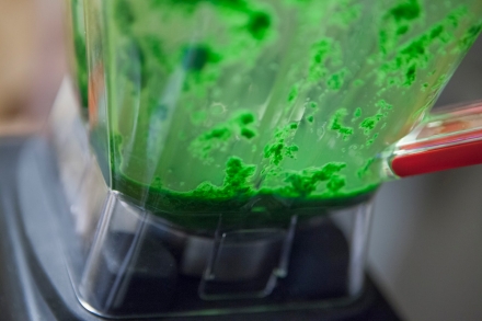 Preparazione Polpo con salsa d’arachidi, emulsione di basilico, polvere di olive taggiasche - Fase 4 Preparazione Polpo con salsa d’arachidi, emulsione di basilico, polvere di olive taggiasche - Fase 4