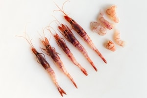 Preparazione Butterfly Ebi - Fase 1