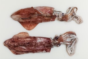 Preparazione Calamari alla griglia - Fase 1