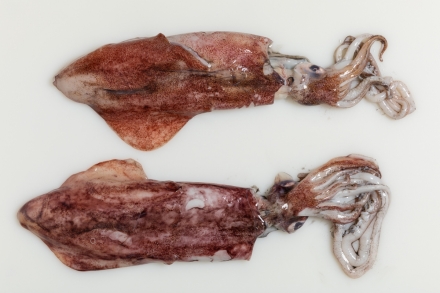 Preparazione Calamari alla griglia - Fase 1 Preparazione Calamari alla griglia - Fase 1