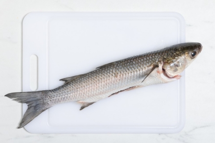 Preparazione Cefalo al forno  - Fase 1 Preparazione Cefalo al forno  - Fase 1