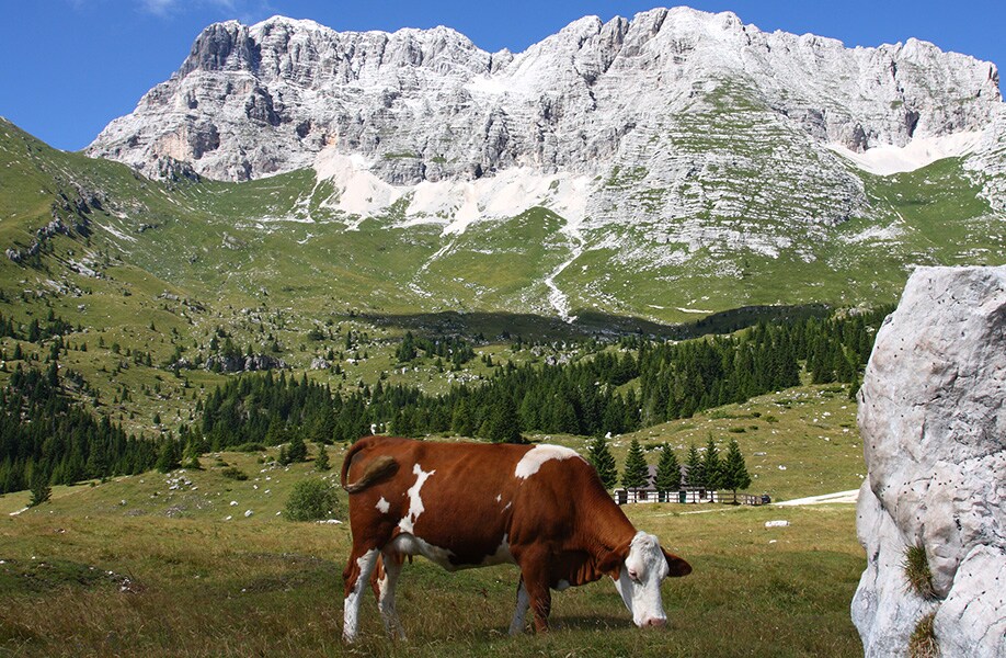 Itinerari in bici alla scoperta del Friuli e del formaggio Montasio. E noi ci andiamo!