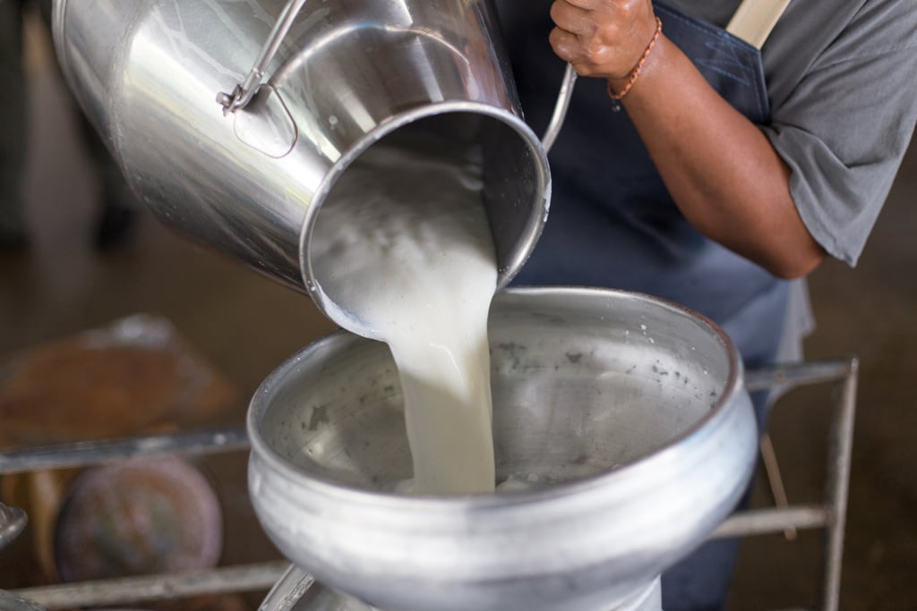 Perché gli europei digeriscono il latte anche da adulti?