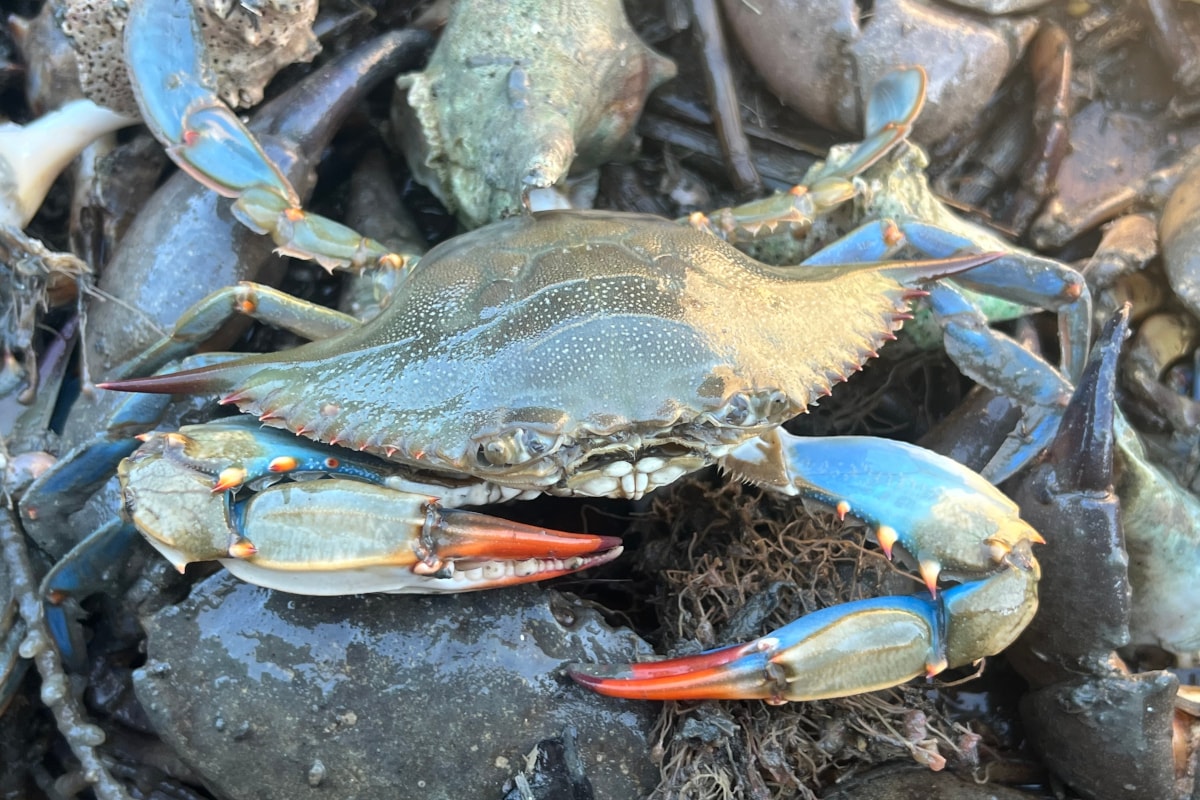 Granchio blu: un biologo marino ci ha spiegato cosa sta succedendo e cosa possiamo fare 