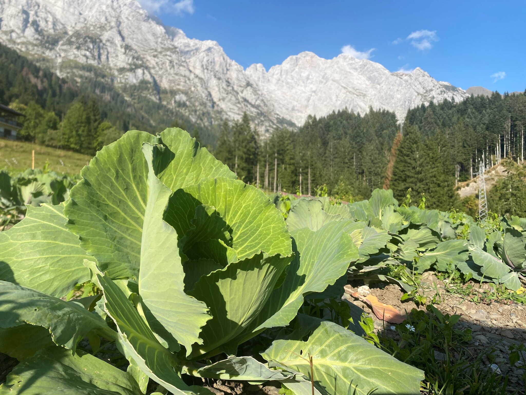 Alla scoperta del cjapût, il cavolo cappuccio risorto in Alta Carnia