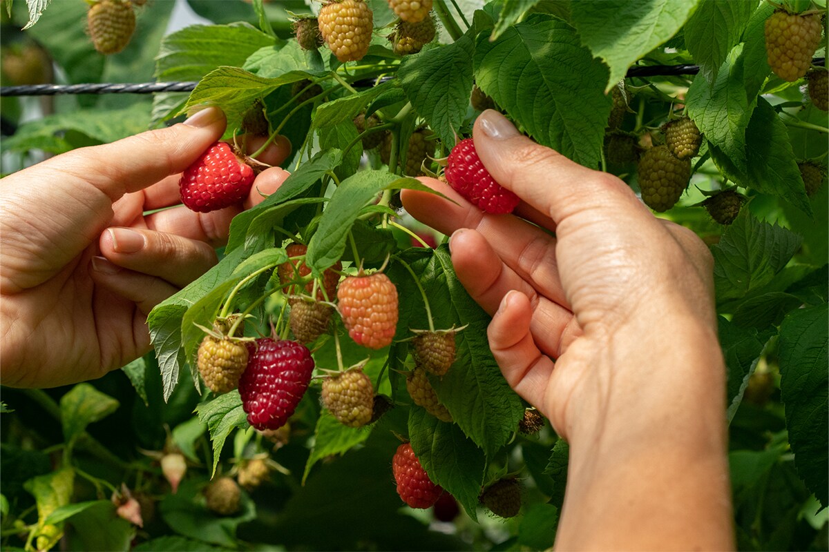 Piccoli frutti per un grande futuro. Il mondo di Sant’Orsola: natura, tecnica e passione