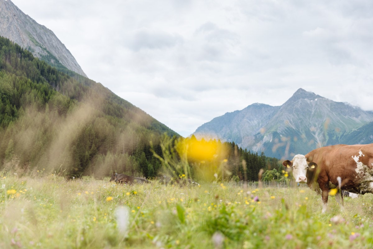 Arrivano le Giornate dello Yogurt a Vipiteno, degustazioni, picnic e visite guidate tra le montagne dell'Alto Adige