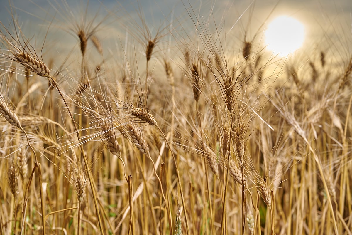 Il grano Kamut, un cereale antico che unisce gusto e benessere