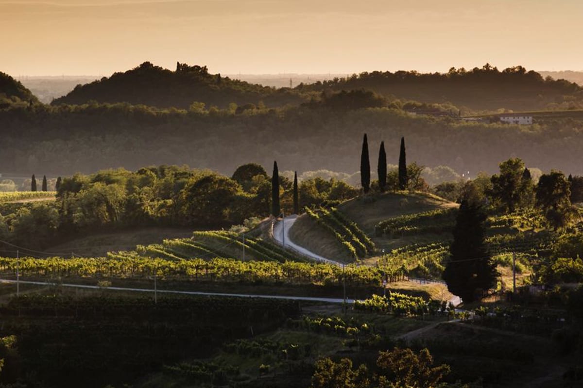 Questa passeggiata tra le vigne di Livio Felluga e l’Abbazia di Rosazzo è un'occasione da non perdere