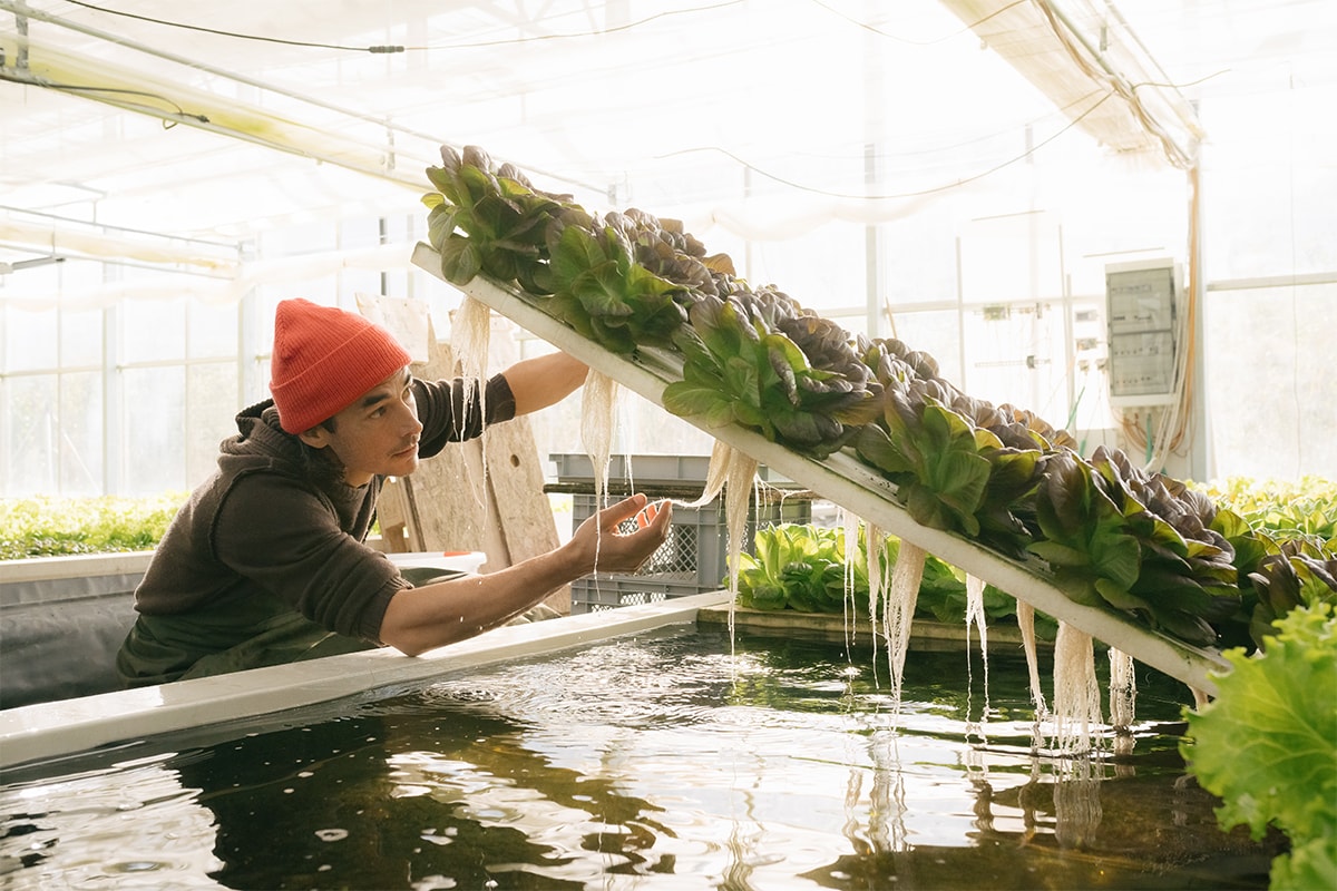 In Alto Adige il pesce gatto sta cambiando il modo di coltivare l'insalata. Storia di un'idea che trasforma gli scarti in risorsa