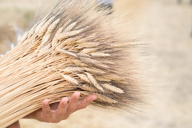 Al Pastificio dei Campi, dove il grano è oro e la tracciabilità non è una moda