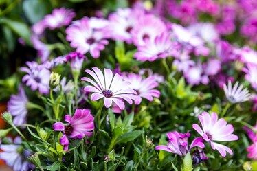 Piante da esterno: come un balcone piccolo può diventare un giardino fiorito