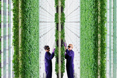 L'agricoltura verticale per coltivare sempre e ovunque: da Dubai a San Francisco, a Milano